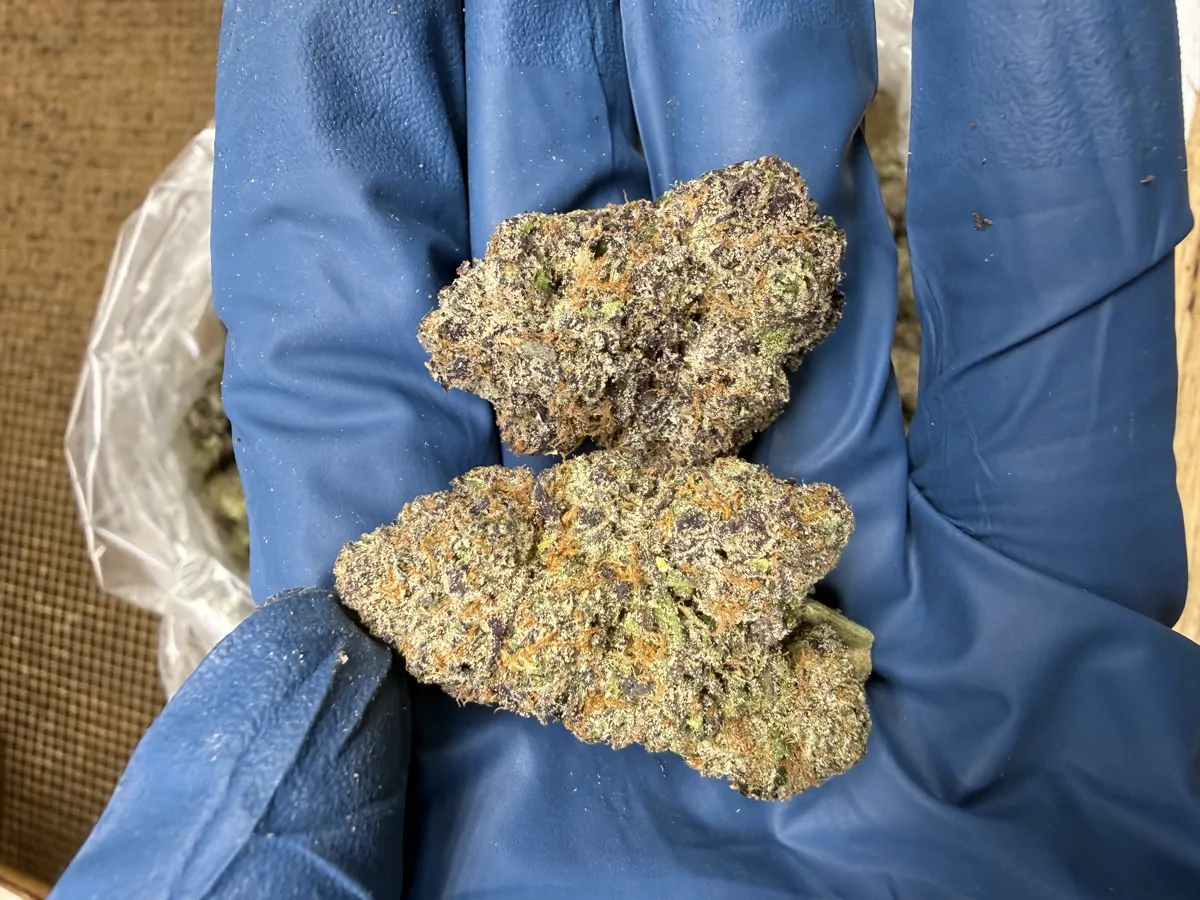 Gelato 41 Flower